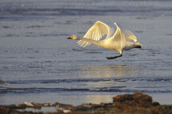 Whooper Swan (Cygnus cygnus) flying, Lower Saxony, Germany