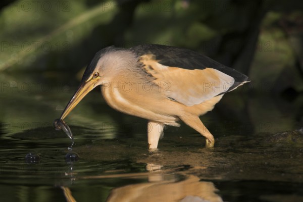 Little Bittern (Ixobrychus minutus), Lesvos, Greece