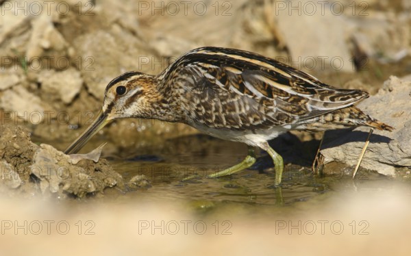 Common Snipe (Gallinago gallinago), Castro Marim, Portugal