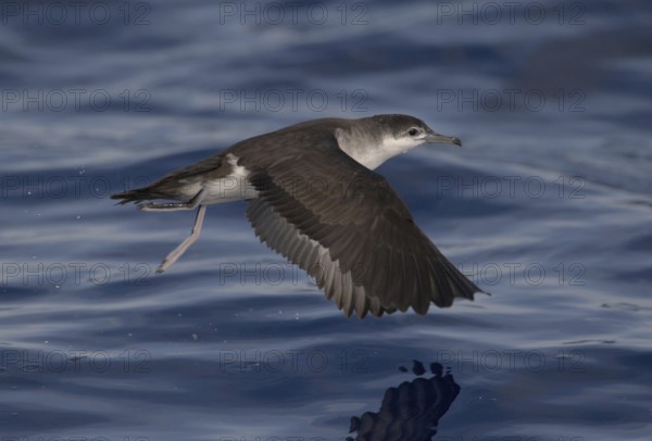 Audubon's Shearwater (Puffinus lherminieri) flying, North Carolina, USA