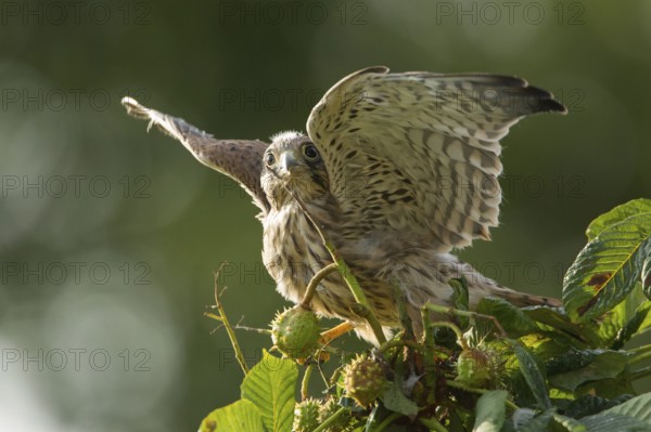 Common Kestrel (Falco tinnunculus) juvenile, Rhineland-Palatinate, Germany