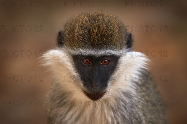 Africa, monkey detail portrait. Vervet monkey, Chlorocebus pygerythrus, portrait of grey and black face animal in the nature habitat, Balule near the Mana Pools NP, Zimbabwe. Wildlife nature