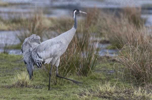 Common Crane (Grus grus), Vaestergoetland, Sweden