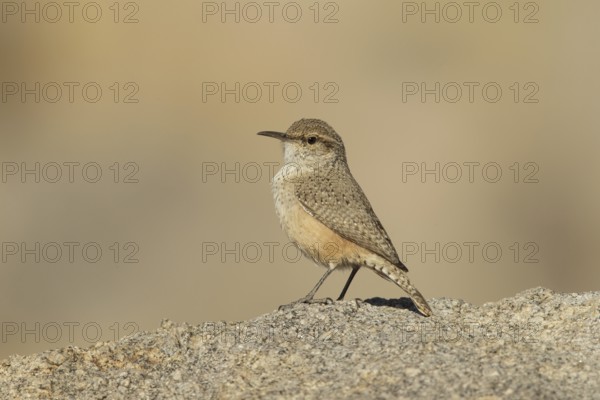 Rock Wren (Salpinctes obsoletus) male, California, USA