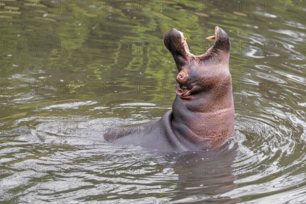 An adult male hippopotamus (Hippopotamus amphibius) shows aggression and defends its territory