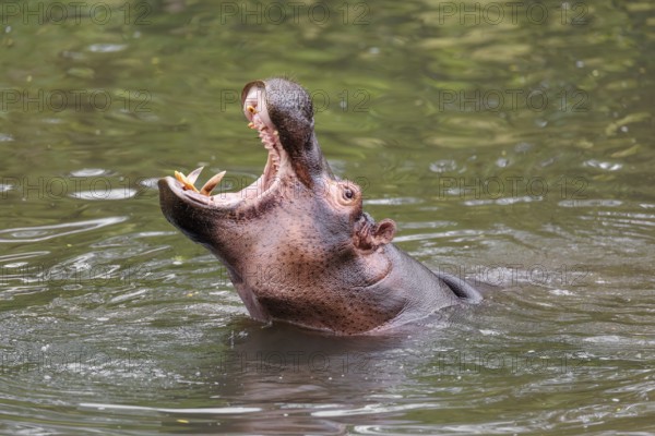 An adult male hippopotamus (Hippopotamus amphibius) shows aggression and defends its territory