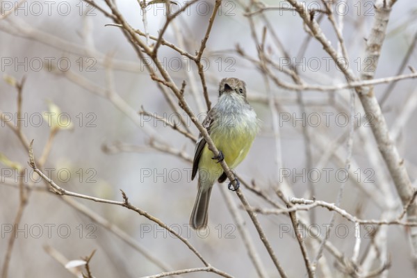 Galápagos flycatcher (Myiarchus magnirostris, San Cristobal, Galapagos, Ecuador