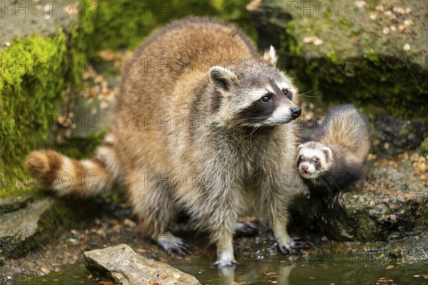 Common raccoon (Procyon lotor) and Ferret (Mustela putorius furo) on the edge of a little lake, Bavaria, Germany