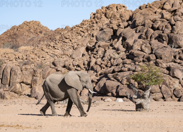 African elephant (Loxodonta africana), desert elephant, near the Hoanib River, Damaraland, Kunene region, Namibia
