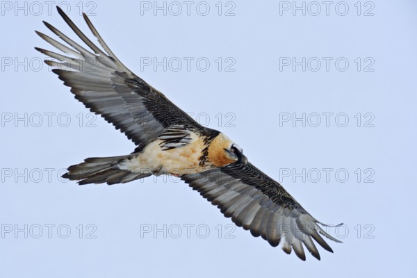 Bearded vulture, lammergeier (Gypaetus barbatus), our largest bird of prey native to Europe flies in the blue sky, detailed, close, wildlife, Europe, Switzerland