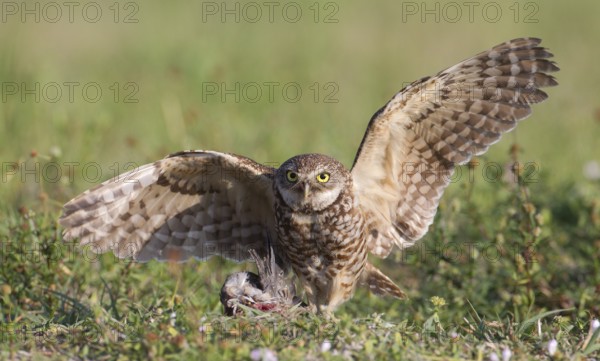 Burrowing Owl (Athene cunicularia), Florida, USA