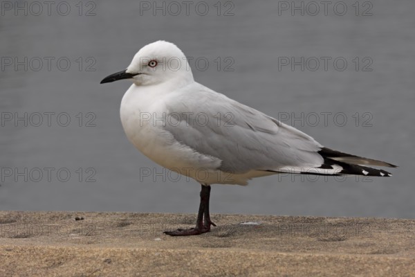 Black-billed Gull (Chroicocephalus bulleri), New Zealand