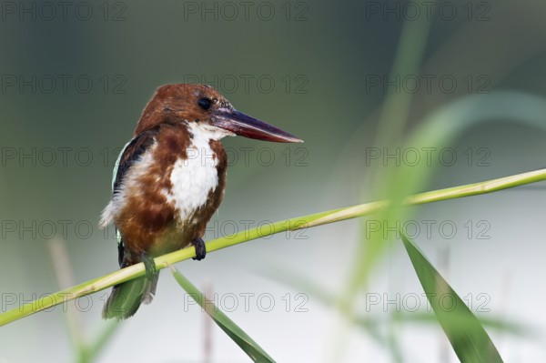White-throated Kingfisher (Halcyon smyrnensis) juvenile, Rishon LeZion, Israel