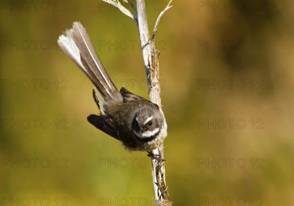 New Zealand Fantail (Rhipidura fuliginosa), Te Wahipounamu, South Island, New Zealand