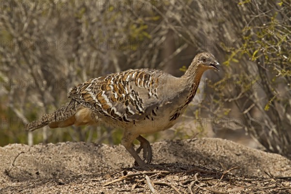 Malleefowl (Leipoa ocellata), Western Australia, Australia