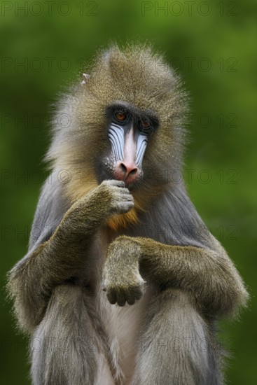 Mandrill (Mandrillus sphinx), female, endangered species, captive, occurrence in Central Africa