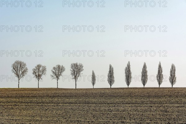 A row of slender, leafless trees stands tall in a vast rural field in France. The landscape is empty, showcasing the trees against a calm, clear sky, creating a tranquil atmosphere. Allier. Auvergne Rhone Alpes. France