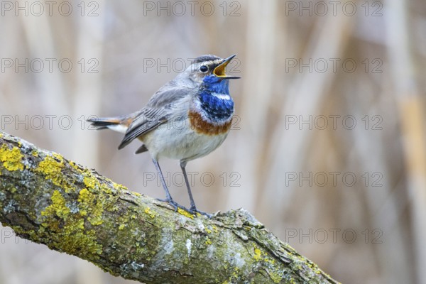 Bluethroat (Luscinia svecica cyanecula) ml Germany