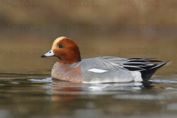 Eurasian Wigeon (Mareca penelope) male