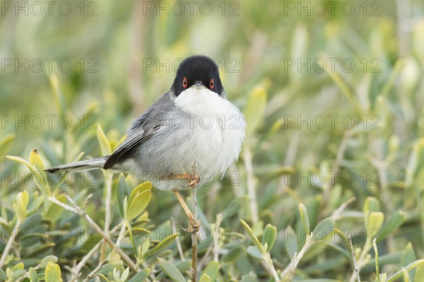 Sardinian Warbler (Sylvia melanocephala) male, Mallorca, Spain