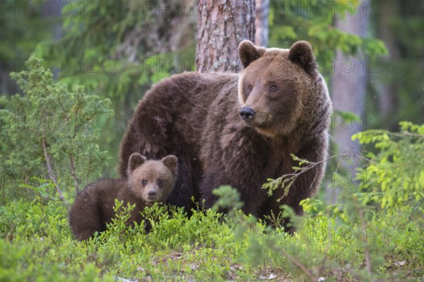Eurasian Brown Bear (Ursus arctos) mother with tiny cub in forest, Finland