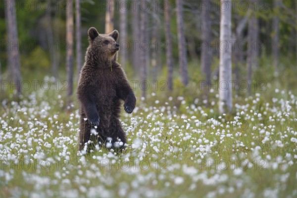 Eurasian Brown Bear (Ursus arctos) cub standing in white cottongrass, Finland