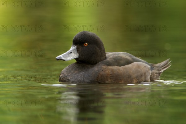 New Zealand Scaup (Aythya novaeseelandiae) male, Northwood, Christchurch, Canterbury, North Island, New Zealand