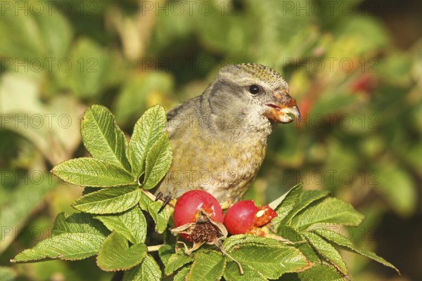 Red Crossbill (Loxia curvirostra) female, Schleswig-Holstein, Germany