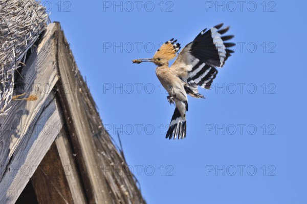 Wiedehopf (Upupa epops) Hoopoe