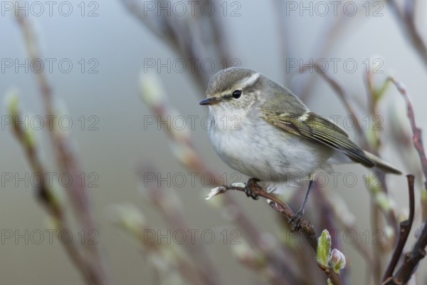 Yellow-browed Warbler - Gelbbrauen-Laubsänger - Phylloscopus inornatus, Russia (Ural)