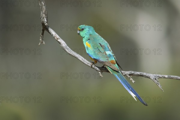 Mulga Parrot (Psephotellus varius) male perched on a branch, South Australia, Australia