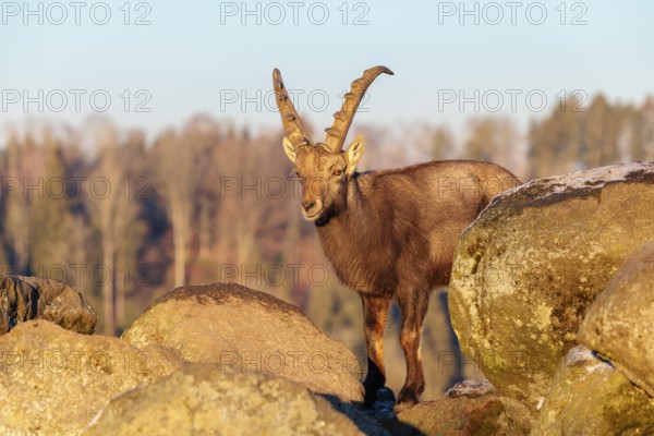 A male ibex (Capra ibex) is standing on a rock in the warm evening light. The sky and a forest can be seen behind him. Carinthia, Austria