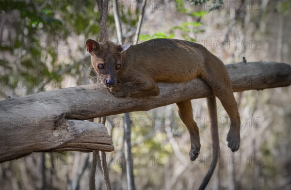 Fossa (Cryptoprocta ferrox) the largest carnivore in Madagascar in the forests of Kirindy Forest in western Madagascar