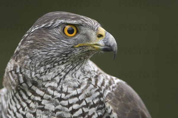 Northern Goshawk (Accipiter gentilis), Lower Saxony, Germany
