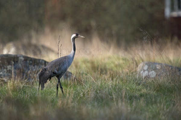 Im Brutrevier... Grauer Kranich *Grus grus*