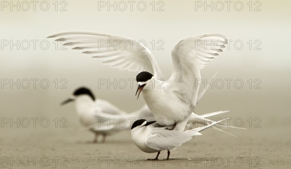 White-fronted Tern (Sterna striata) pair mating, Kaiapoi, South Island, New Zealand