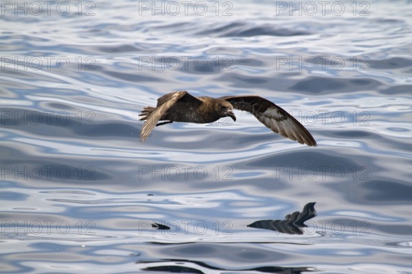 Providence Petrel (Pterodroma solandri) flying, New South Wales, Australia