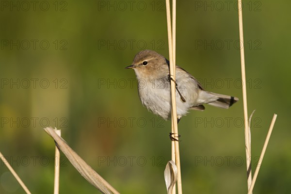 Siberian Chiffchaff - Taigazilpzalp - Phylloscopus tristis, Kazakhstan