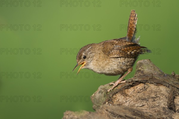 Northern Wren - Zaunkönig - Troglodytes troglodytes ssp. troglodytes, Germany, 1st cy