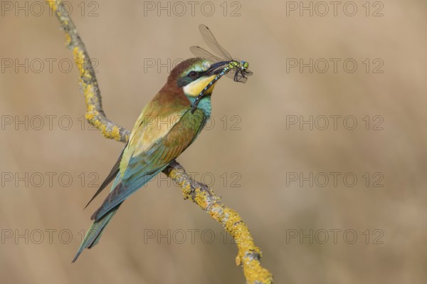 European Bee-eater (Merops apiaster) perched on a branch, Poland