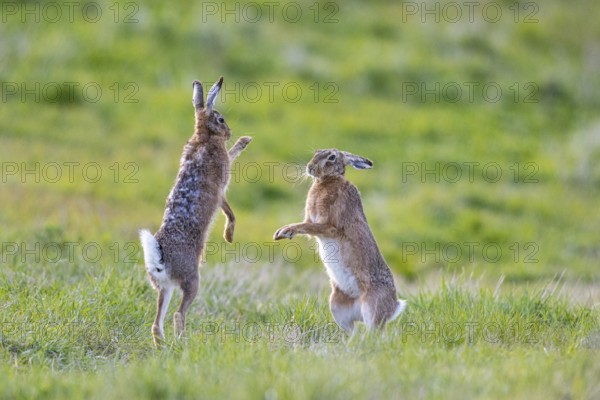 European hare (Lepus europaeus) Mating season Germany