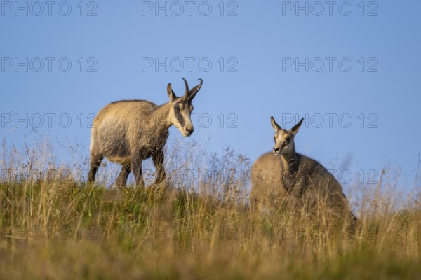 Chamois (Rupicapra rupicapra) on a meadow in the Vosges Mountains, wildlife, France
