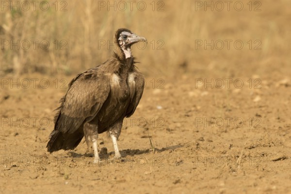Hooded Vulture (Necrosyrtes monachus) juvenile, Gambia