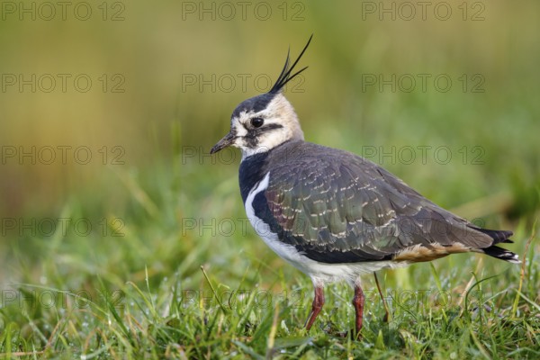 Northern Lapwing (Vanellus vanellus), Texel, Netherlands