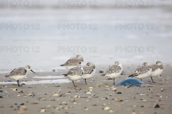 Sanderling (Calidris alba) group roosting at shoreline, Texel, Netherlands