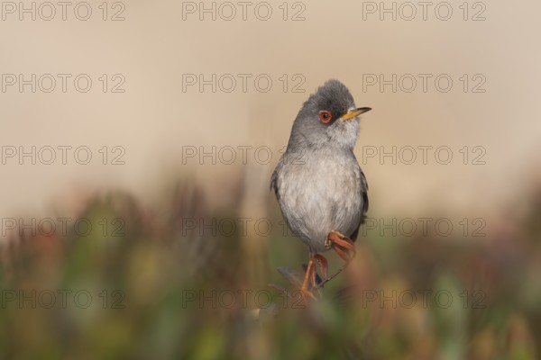 Balearic Warbler - Balearengrasmücke - Sylvia balearica, Mallorca, adult male