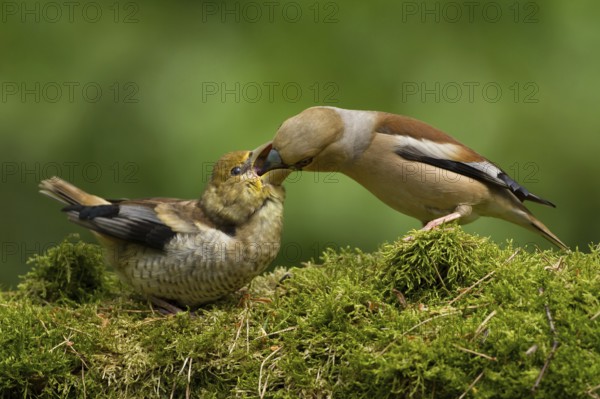 Hawfinch (Coccothraustes coccothraustes) female feeding young, Utrecht, Netherlands