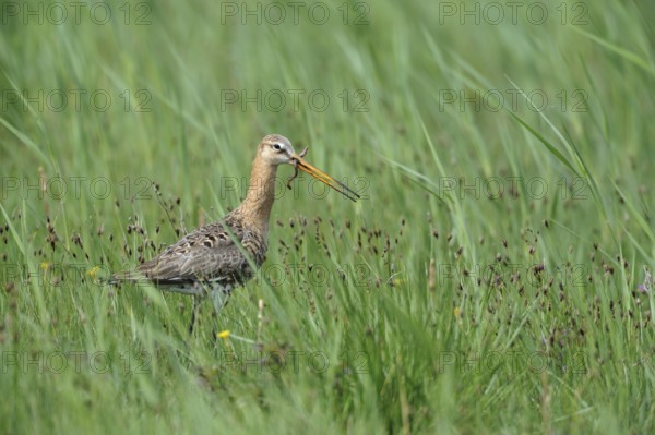 Black-tailed Godwit (Limosa limosa) with a worm in its beak, Lake Neusiedl, Austria