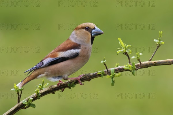 Hawfinch (Coccothraustes coccothraustes) female, Berlin, Germany