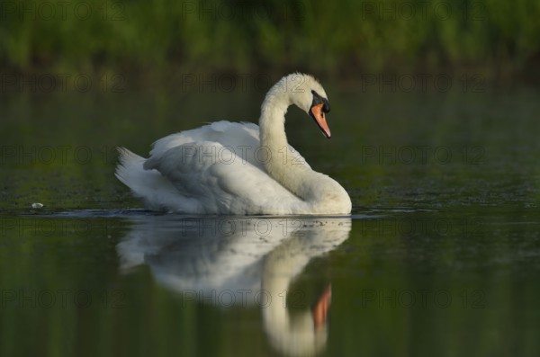 Mute swan (Cygnus olor), North Rhine-Westphalia, Germany